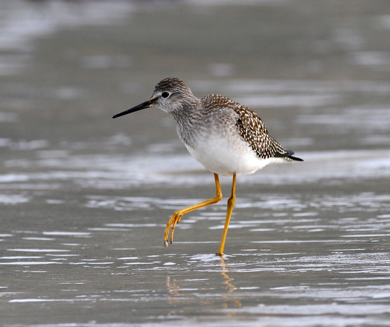 Lesser Yellowlegs