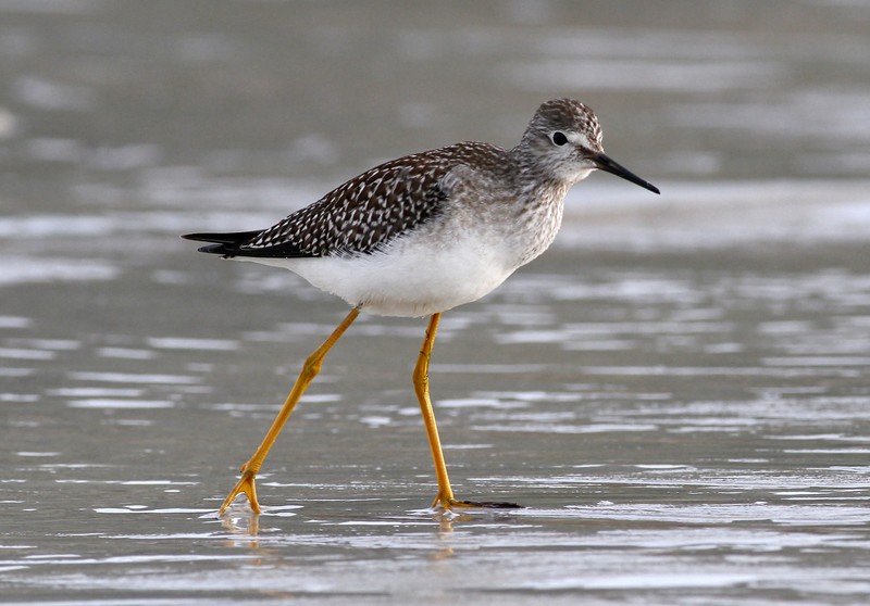 Lesser Yellowlegs