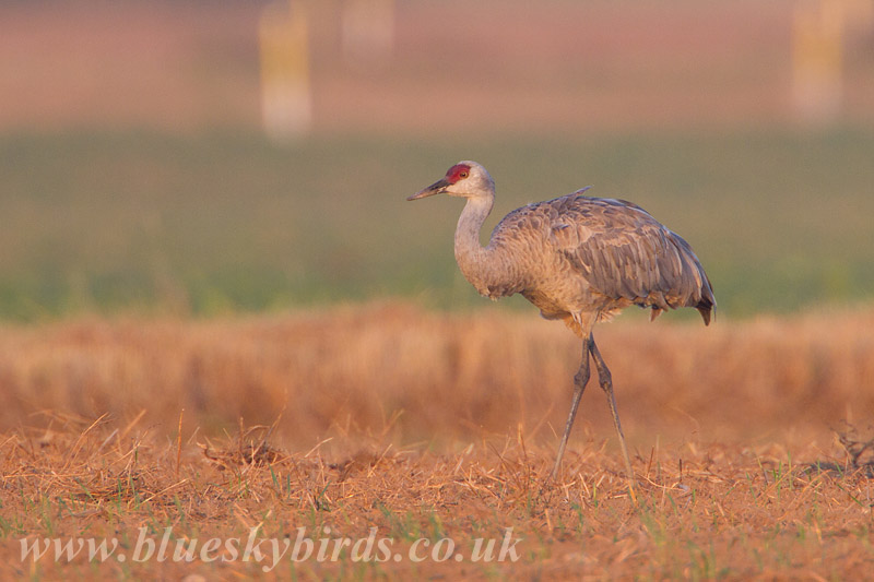 sandhill crane