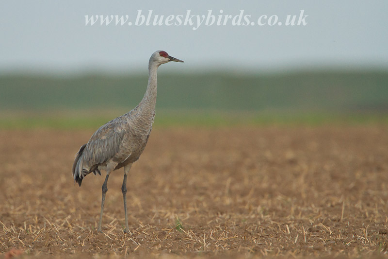 Sandhill Crane