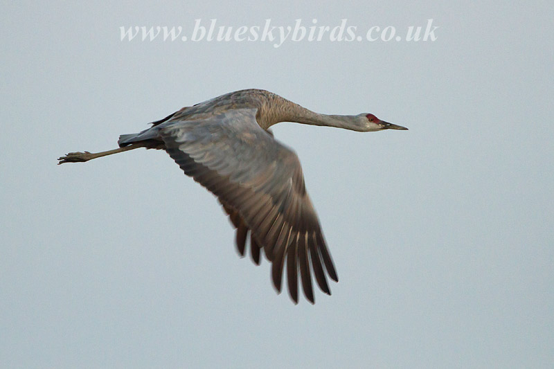 Sandhill Crane