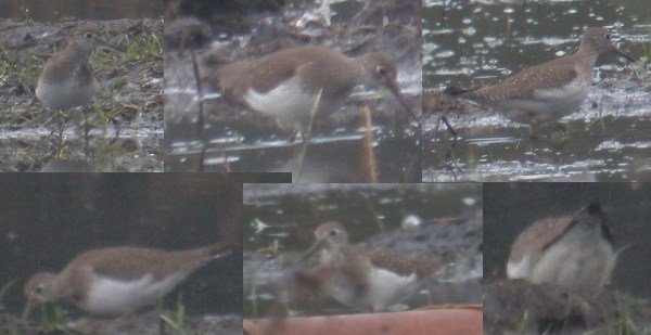 Solitary Sandpiper