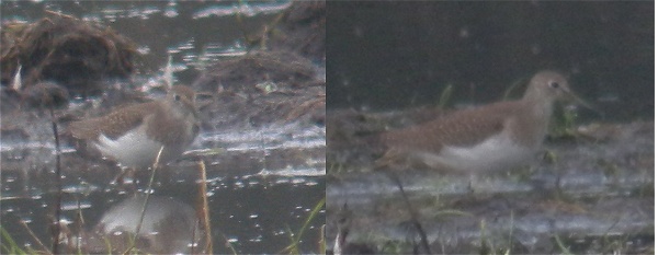 Solitary Sandpiper