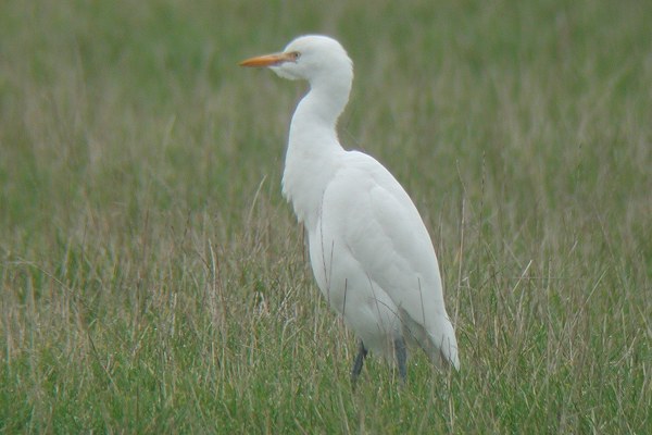 Cattle Egret