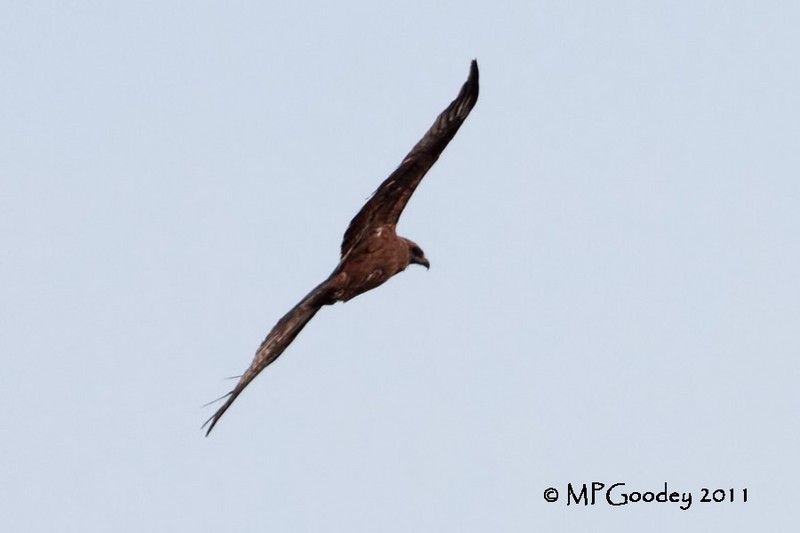Black Kite
