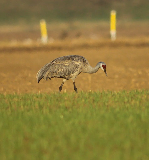 Sandhill Crane