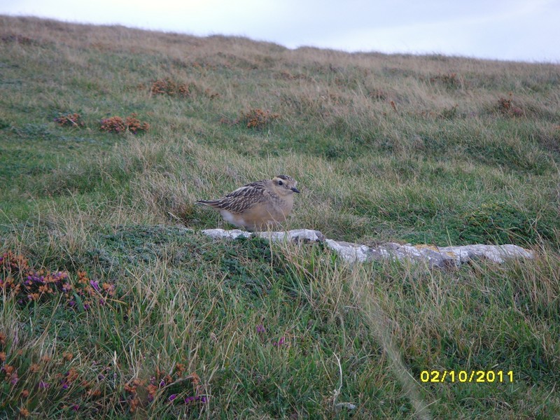 Dotterel