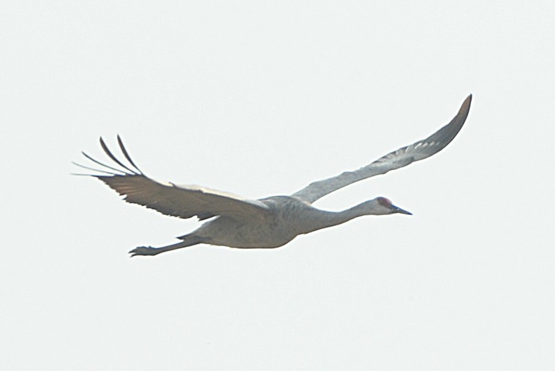 Sandhill Crane