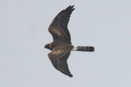 Pallid Harrier