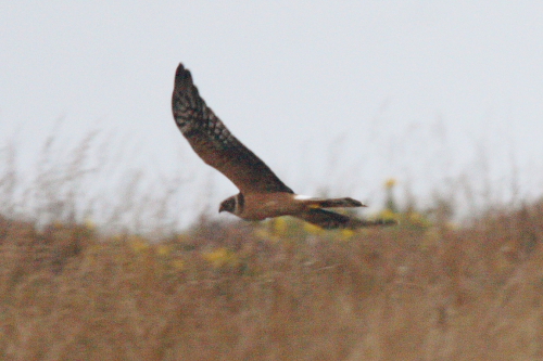 Pallid Harrier