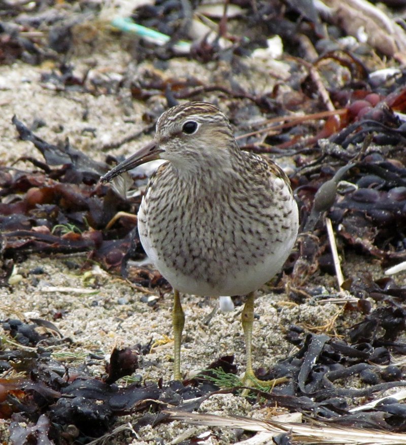 Pectoral Sandpiper