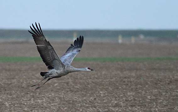 Sandhill Crane