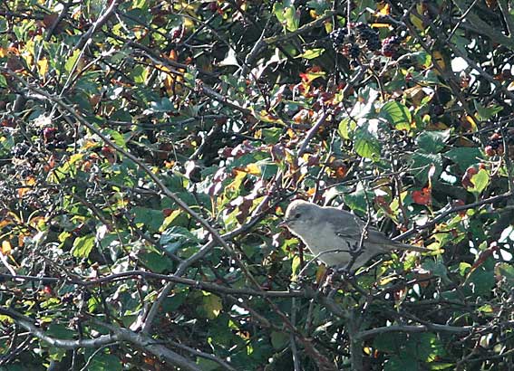 Barred Warbler