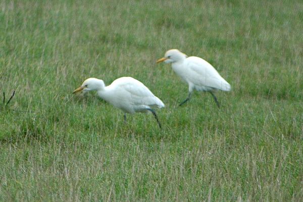 Cattle Egret
