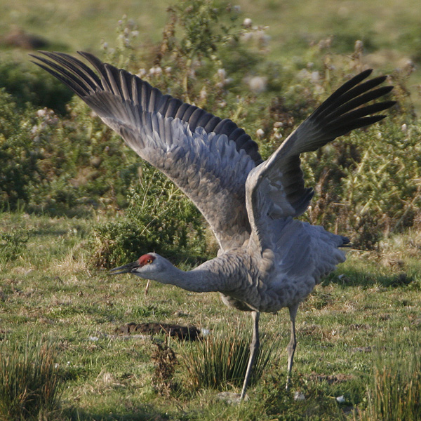 Sandhill Crane