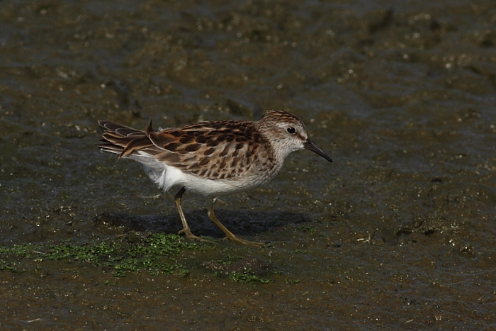 Least Sandpiper
