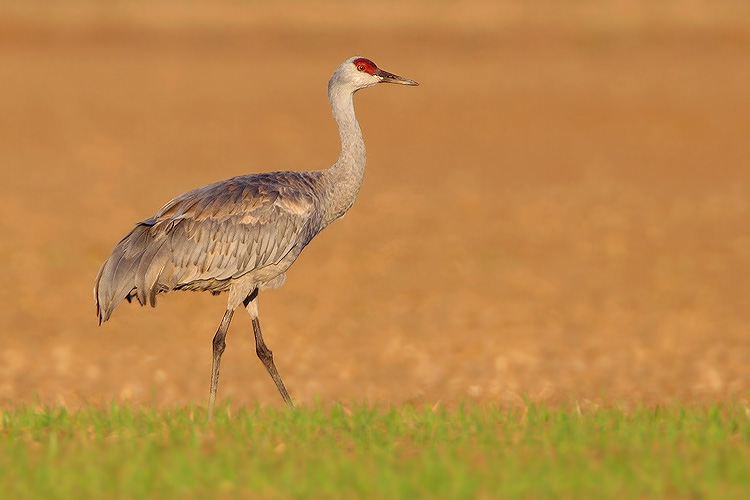Sandhill Crane