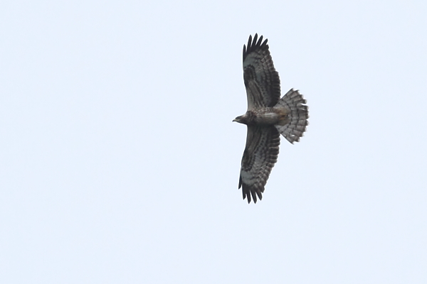 Honey Buzzard