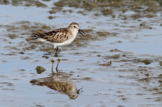 Least Sandpiper