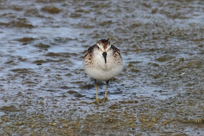 Least Sandpiper