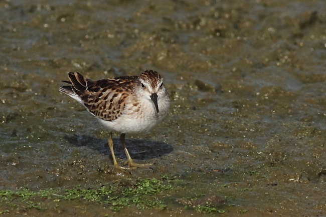 Least Sandpiper