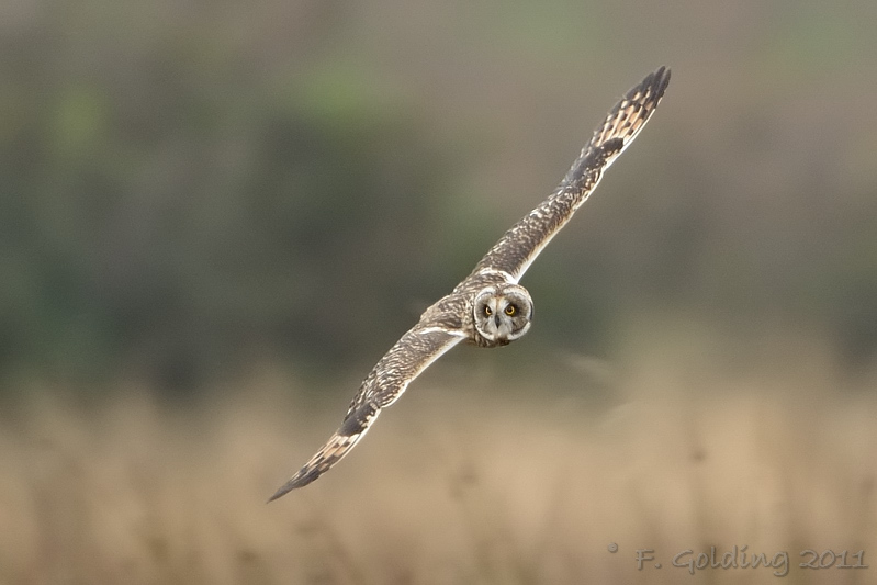 Short-eared Owl