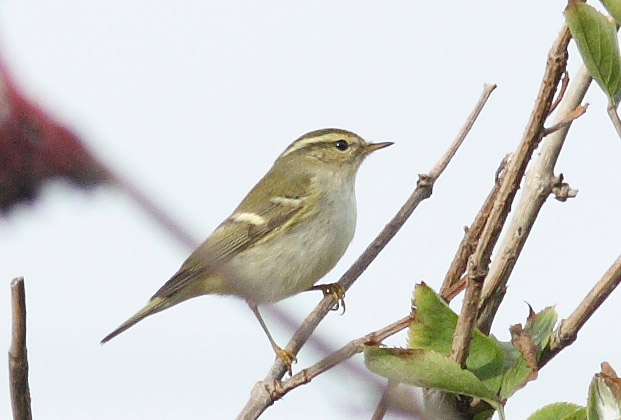 Yellow-browed Warbler
