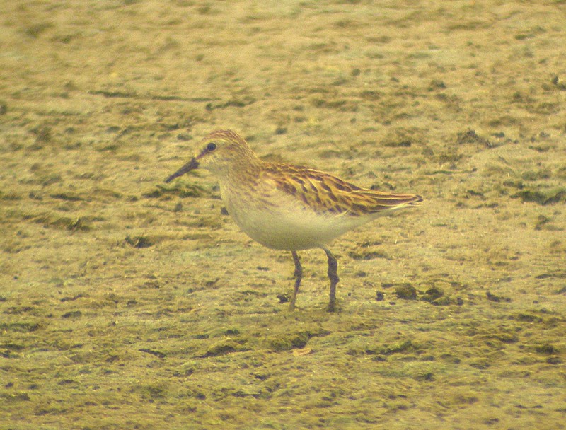 Least Sandpiper