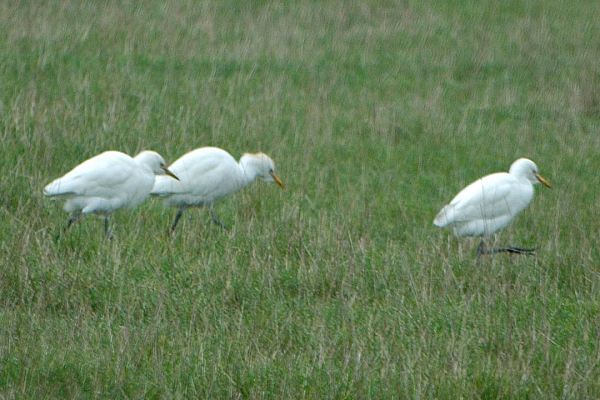 Cattle Egret