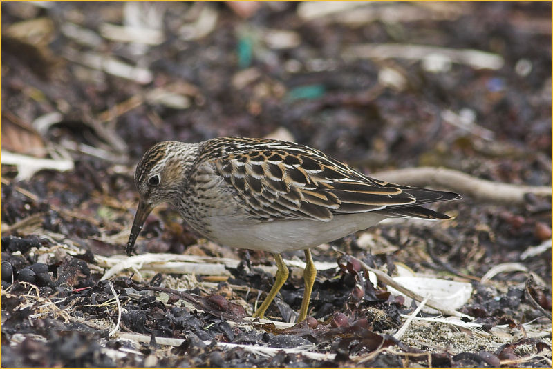 Pectoral Sandpiper