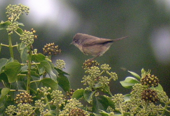 Subalpine Warbler