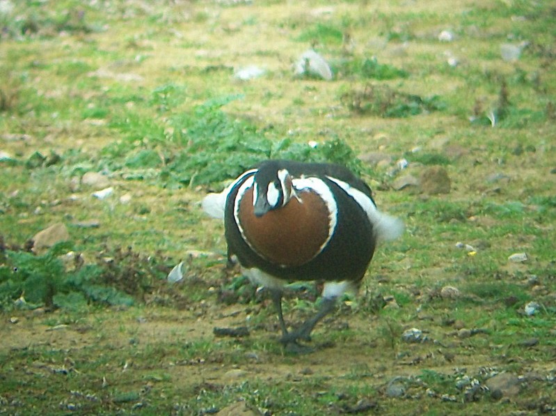 Red-breasted Goose