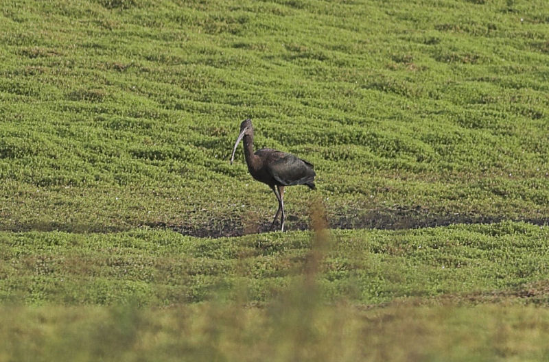 Glossy Ibis