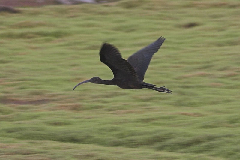 Glossy Ibis