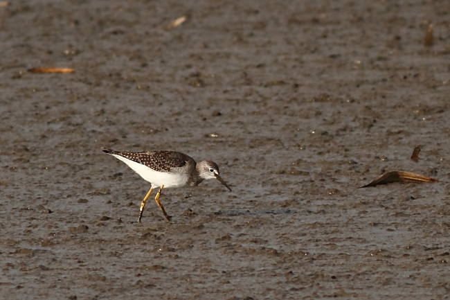 Lesser Yellowlegs