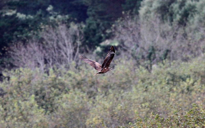 Black Kite