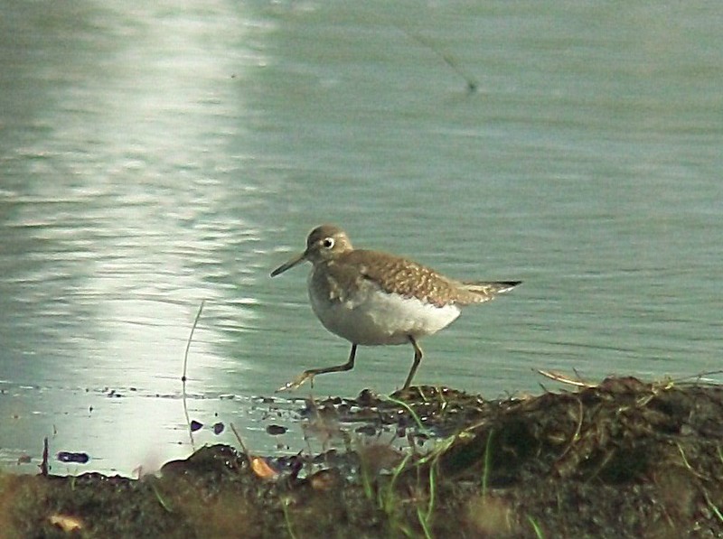 Solitary Sandpiper