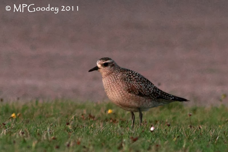American Golden Plover