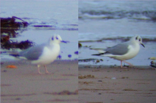Bonaparte's Gull