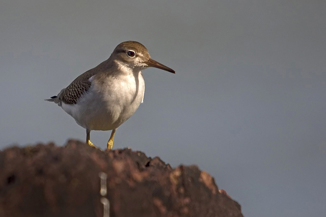 Spotted Sandpiper