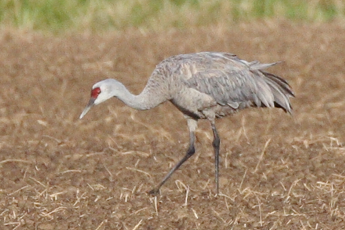 Sandhill Crane