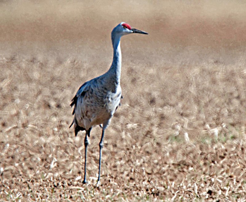 Sandhill Crane