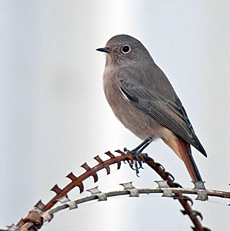 Black Redstart