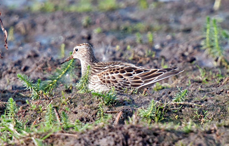 Pectoral Sandpiper