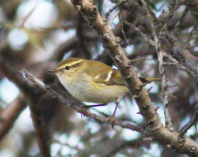Yellow-browed Warbler