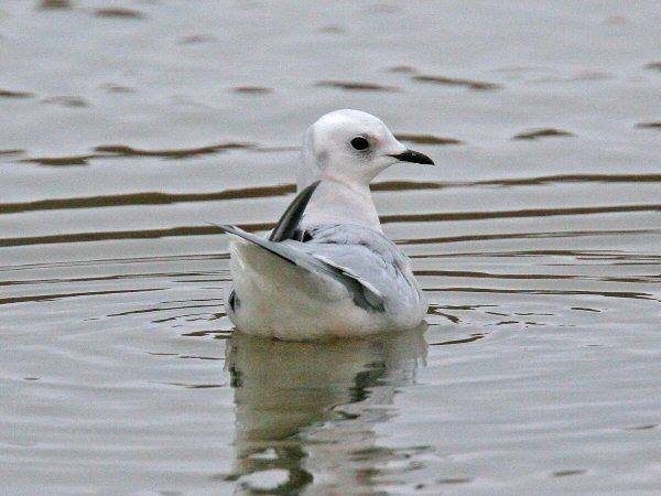 Ross's Gull