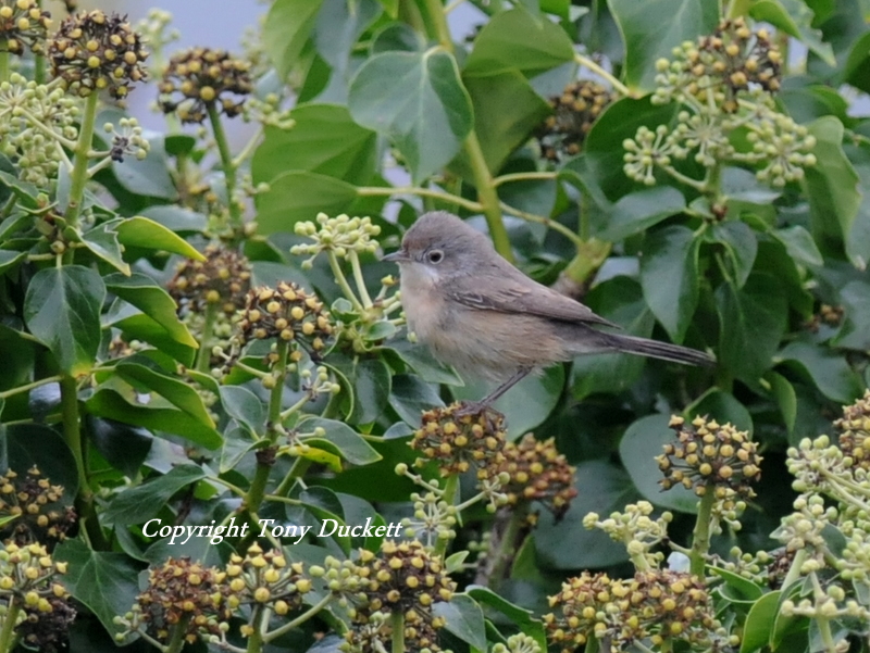 Subalpine Warbler