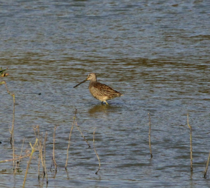 Long-billed Dowitcher