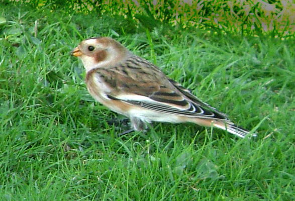 Snow Bunting