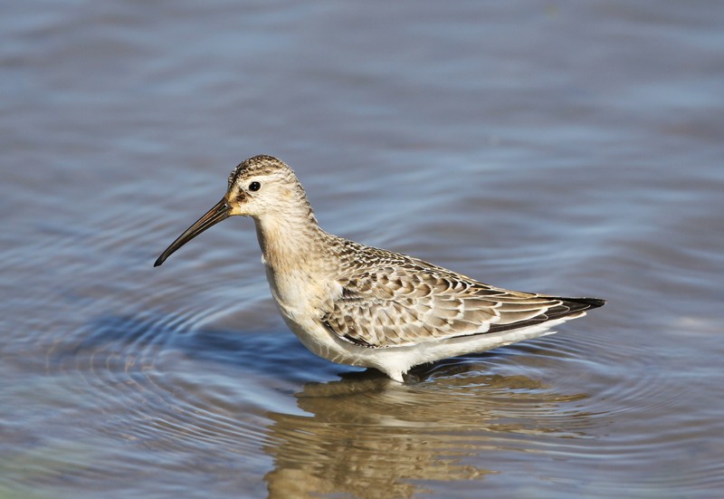Curlew Sandpiper